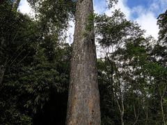 -海南热带雨林国家公园吊罗山景区