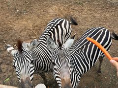 -石家庄市动物园