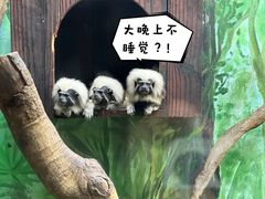 -上海野生动物园