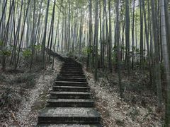 -镇江市南山风景名胜区竹林景区