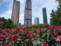 -大望京公园