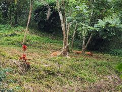 -海南热带野生动植物园