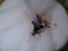 泰国椰青-水果天空(东葛店)