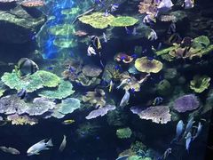 -暹罗海洋世界