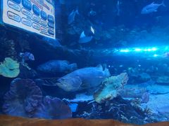 -华夏文旅海洋公园