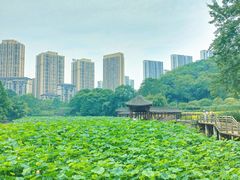 -龙头寺公园