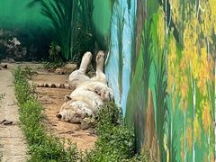 -西霞口神雕山野生动物世界