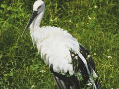 -泉州海丝野生动物世界