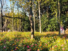 -上海共青森林公园