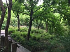 -新江湾城公园