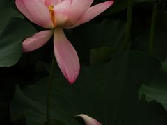 -荷塘月色湿地公园·向阳花洲