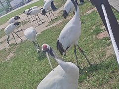 -盐城丹顶鹤湿地生态旅游区