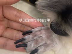 -读宠于你·约克夏比熊·睫角守宫·爬宠售卖(高新店)