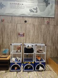 -卡通尼·Safari非洲探索乐园·生日会(金桥国际商业广场店)