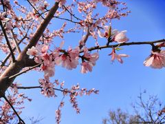 -桃花堤公园