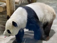 -栾川竹海野生动物园