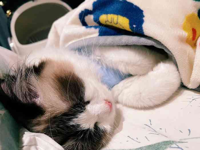 猫研所互联网动物医院24小时