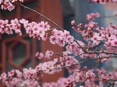-青羊宫