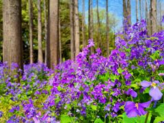 -上海共青森林公园