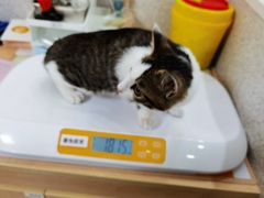 -谐和贝康宠物医院24小时·宠保定点(急重症转诊中心)