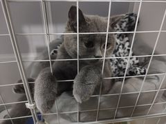 -lincat·猫舍(广州店)