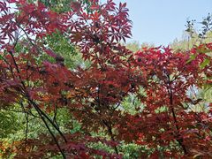 -洛阳市隋唐城遗址植物园