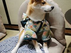 -逗柴咖啡屋·狗咖猫咖宠物桌游