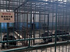 -保定市动物园