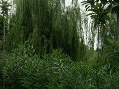 温泉风景-灵山莲花公园-温泉度假区