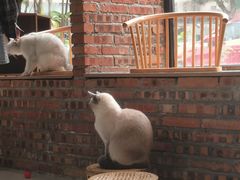 -豆逗聊愈猫阁Easy Life