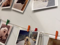 -瑞派康怡24h宠物医院·犬猫医疗中心·微创绝育(瑞景分院)