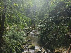 -莫里热带雨林景区