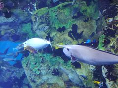 -喷泉广场餐厅·宵夜·海鲜烧烤大排档(长隆企鹅酒店)