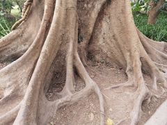 -中国科学院西双版纳热带植物园