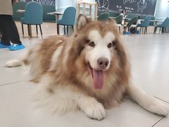 -安格丽娜·狗咖·猫咖羊驼咖(春熙路百盛商场店)