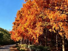 -上海海湾国家森林公园