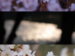 -院士公园