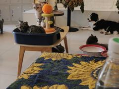 -平行世界·猫咖(首经贸店)