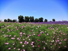 -西京湾花海