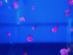 -西安曲江海洋极地公园