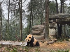 -中国大熊猫保护研究中心雅安碧峰峡基地