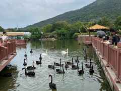 -无锡动物园·太湖欢乐园