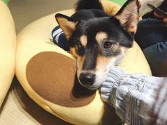 -逗柴咖啡屋·狗咖猫咖宠物桌游
