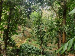 -中国科学院西双版纳热带植物园