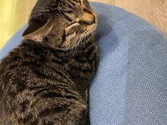 -浣熊柯尔鸭土拨鼠·电玩咖