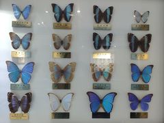 -上海昆虫博物馆