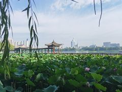 -莲花池公园