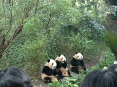 景点-成都大熊猫繁育研究基地