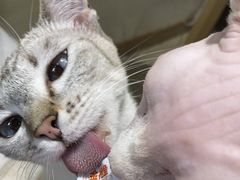 -藏猫猫咖啡主题馆(中央大道店)