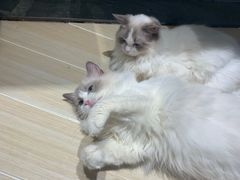 -momokira米努特·德文卷毛猫·棉花面纱犬
